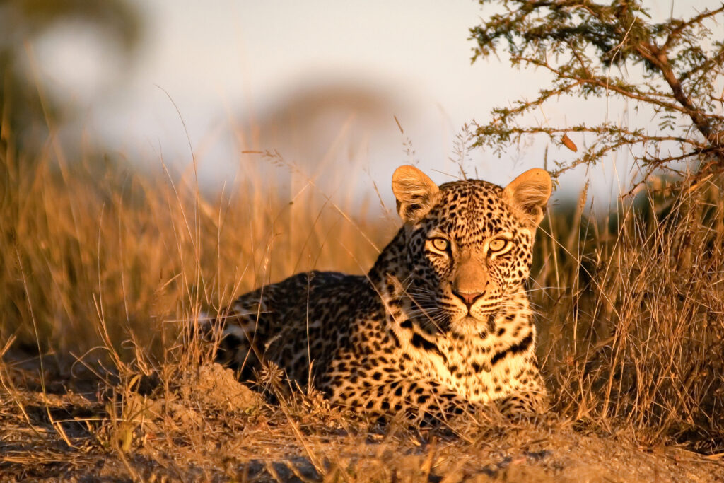 Safari Experiences