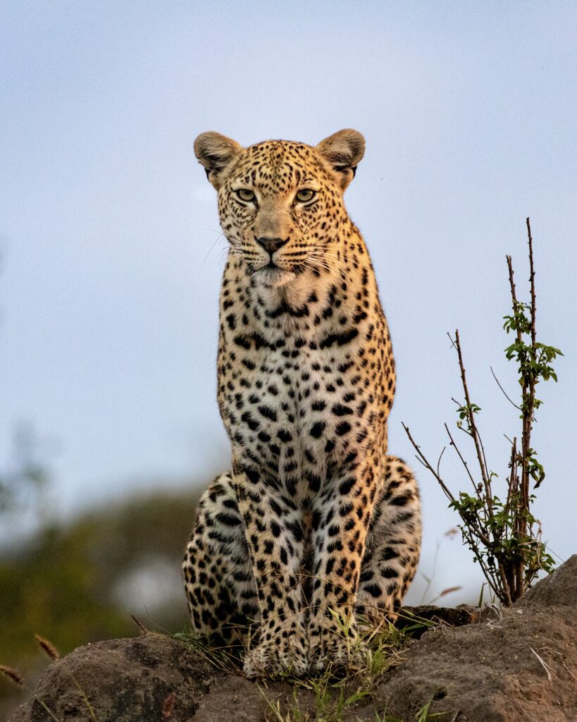 4-Day Serengeti & Ngorongoro Mid-Range Safari