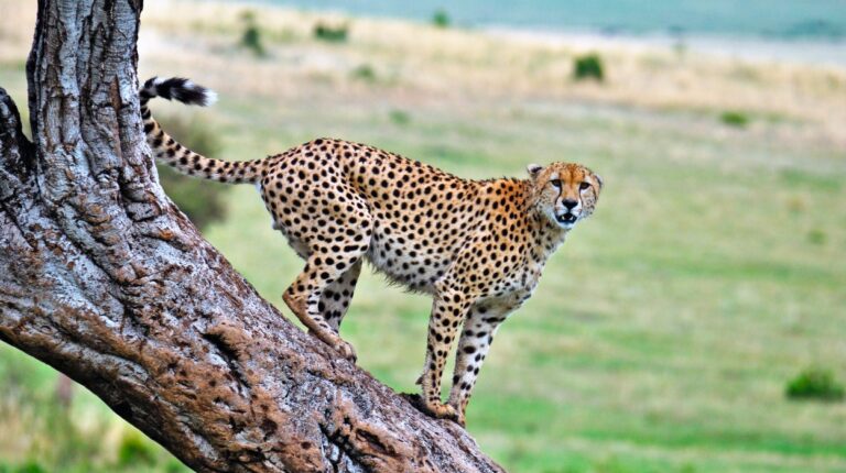 12 Days Ultimate Tanzania - Unforgettable Wildlife Safari