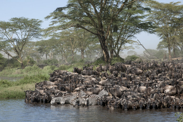 10 Days Great Wildebeest Migration Safari