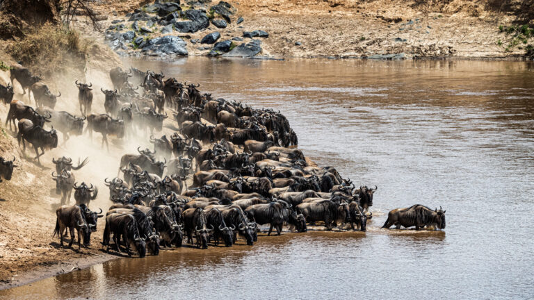 6 Days Mid-Range Northern Circuit Safari