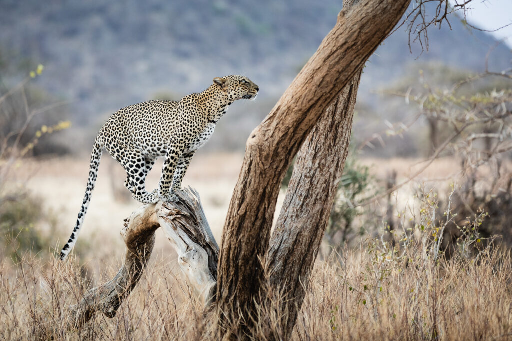 Serengeti & Ngorongoro Classic Safari