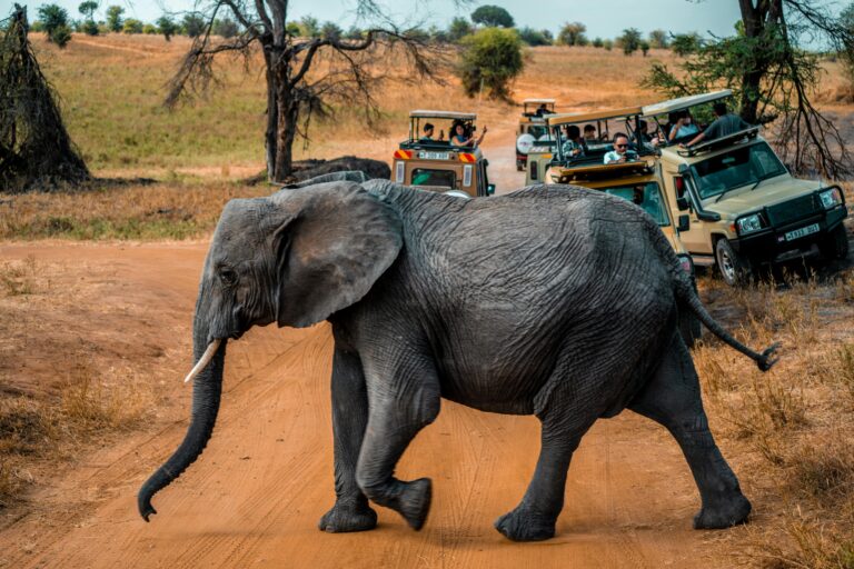 3 Days Mid-Range Tarangire & Lake Manyara Safari