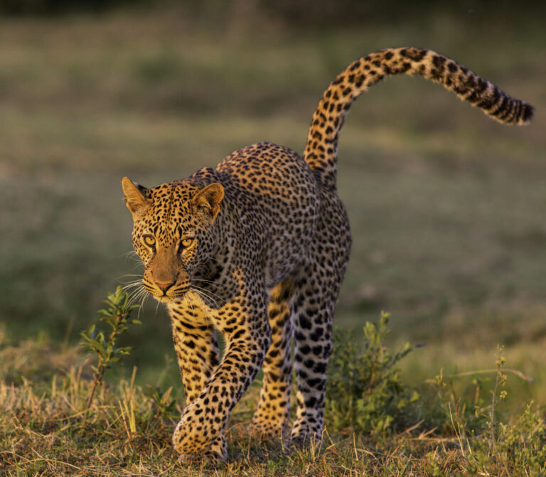 5 Days Budget Camping Northern Circuit Safari